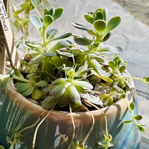 Thao added a photo of their purchase