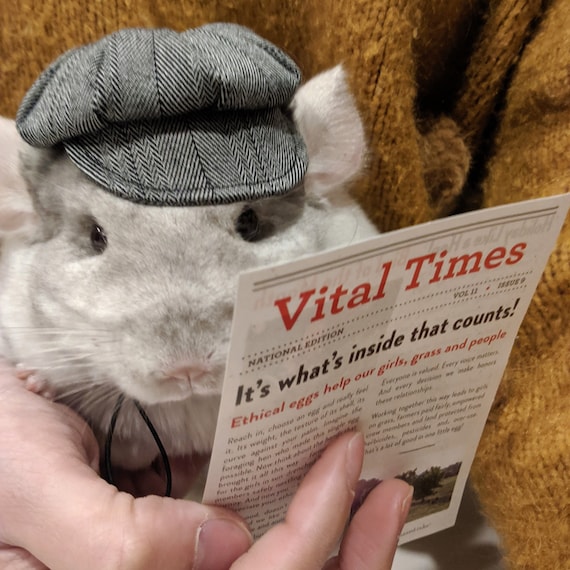 Customer photo of a pet with the Newspaper Boy Hat  for small pet Hedgehog Vogue