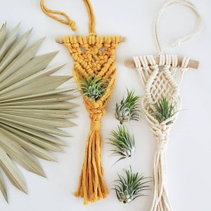 Air Plant Xeric Variety Mix of 10 Airplant Tillandsia | Etsy