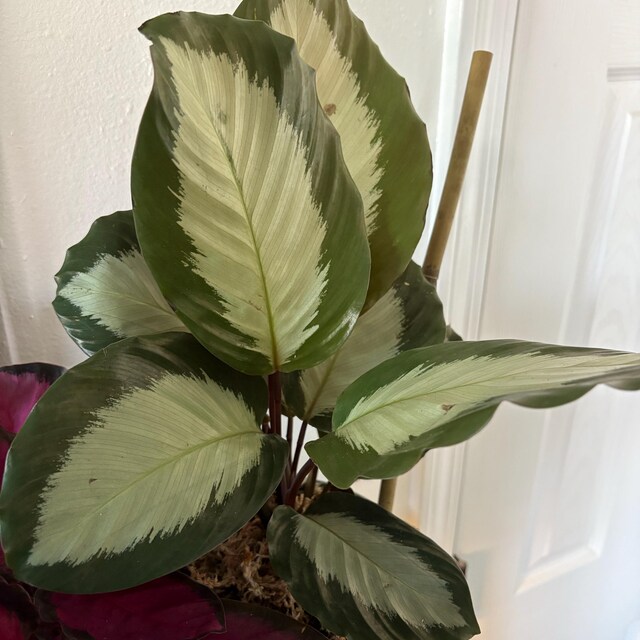 Calathea Royal Standard | Live Indoor and Outdoor Tropical House Plant |  Home and Office Decor | Easy Care Rooted in 6 Pot - Etsy