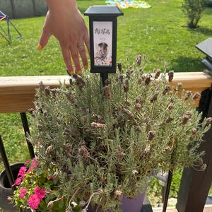 Samantha added a photo of their purchase