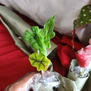 VALERIE a ajouté une photo de son achat