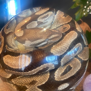 Inactive account added a photo of their purchase