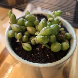 Etsy-koper heeft een foto van de aankoop toegevoegd