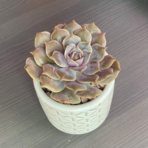 Nyxie added a photo of their purchase