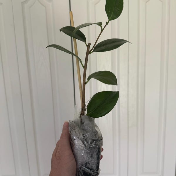 HUGH EVANS Bougainvillea Starter Plant – Well Rooted, Bare Root, Blooming Size