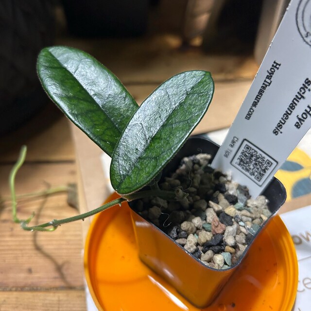 Hoya sichuanensis / lyi NOID | 2-Inch – Hoya Treasures