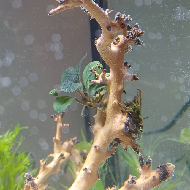 Hellfire Bucephalandra Pot - Buce Live Aquarium Plant Aquascape