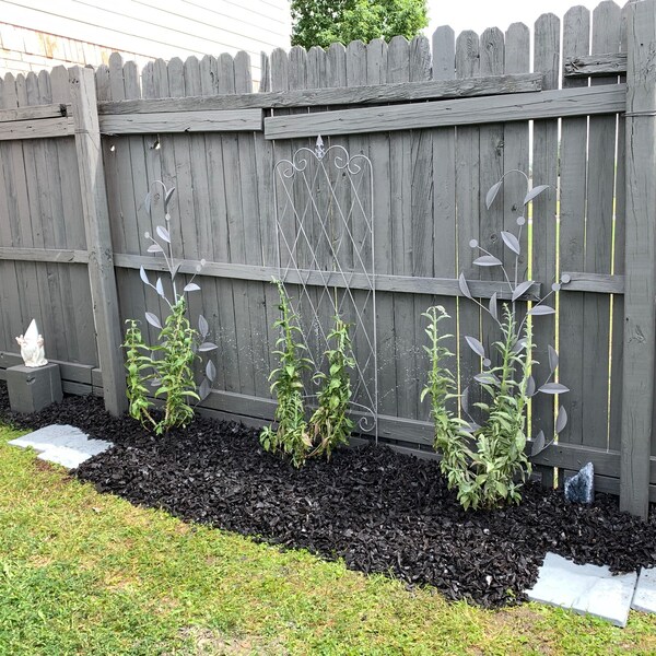 Muicle- Mexican Honeysuckle- Live Plant in Quart Container Justicia