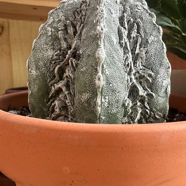 Astrophytum Myriostigma Cv. Onzuka Fukuryu - Etsy