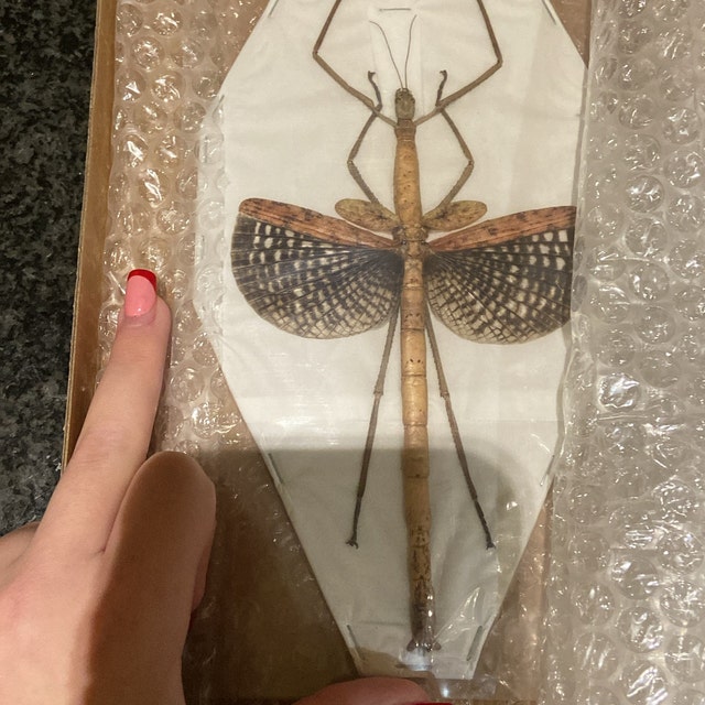 ブル巨大ナナフシ（Anchiale buruense）17 cm+ A1 インドネシア産実物