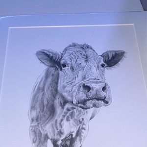 Jersey Cow, Calf Art Drawing Prints A4/A3 Size, Greetings/note Card ...