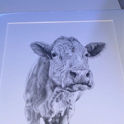 Jersey Cow, Calf Art Drawing Prints A4/A3 Size, Greetings/note Card card Can Be Personalised - Etsy