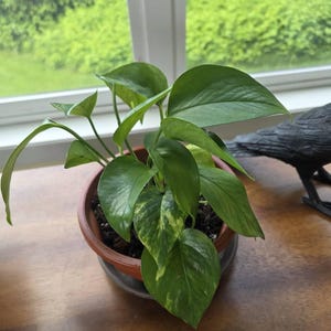 susan added a photo of their purchase