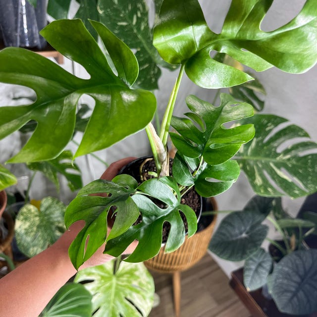 heartleaf philodendron deutsch Philodendron, Heartleaf