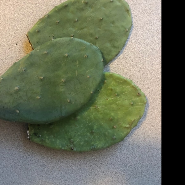 3 Small PADS! Spineless Thornless Edible Nopales Prickly Pear Cactus