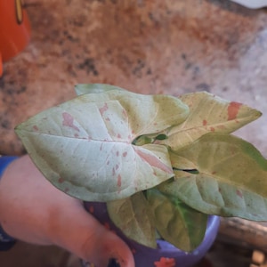 Saylea hat ein Foto des gekauften Artikels hinzugefügt