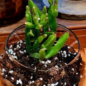 my sweet tea room ripsalis リプサリス Rhipsalis Prismatica - Etsy