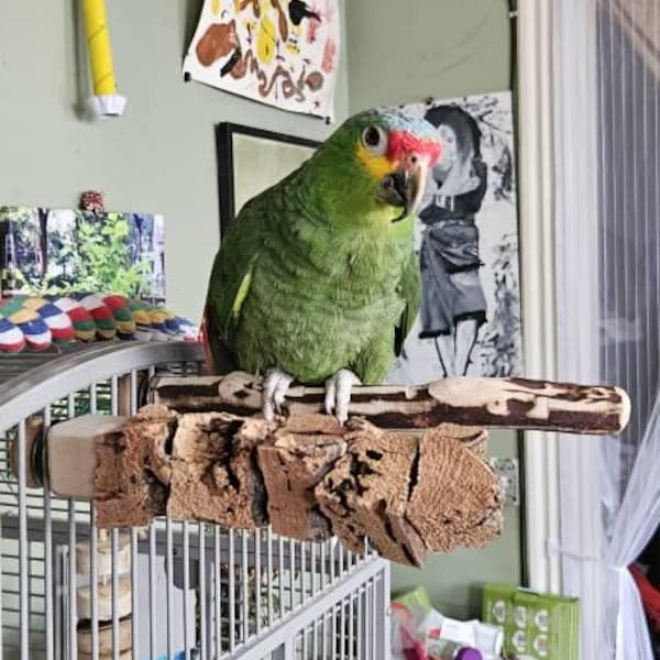 Natural Wood Bird Flat Perch Stair Set | Increase Enclosure Play Space ...