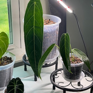 Cenandra added a photo of their purchase