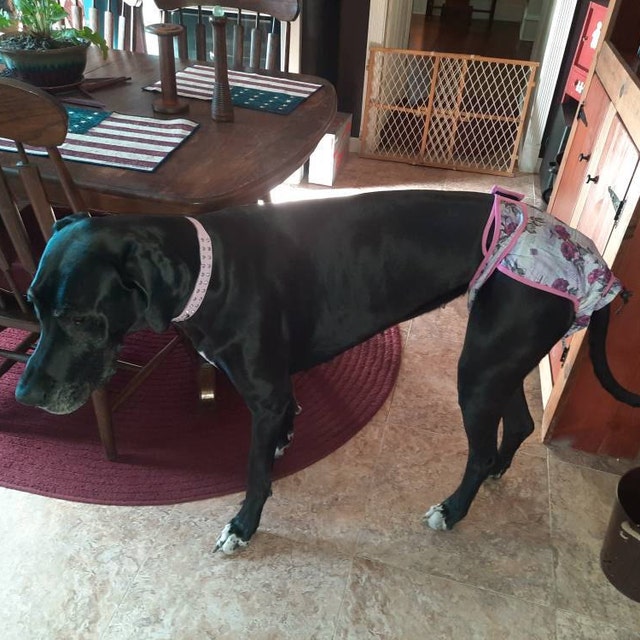 Great top dane diapers