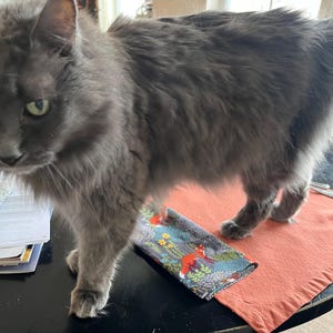Tully adicionaram uma foto da sua compra