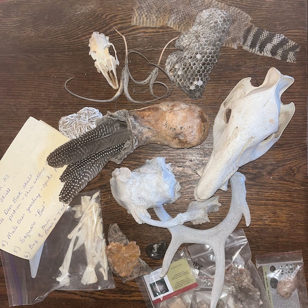 Natural History Mystery Box! Choose Your Size. Science, Archaeology ...
