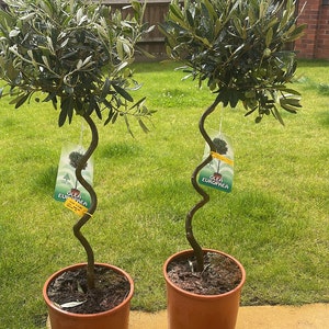 Sian ha añadido una foto de su compra