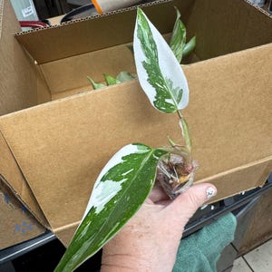 Annie added a photo of their purchase