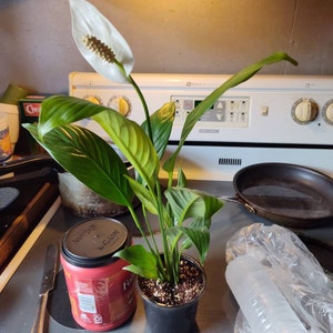 Lorie added a photo of their purchase