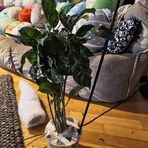 Aglaonema Pictum TRICOLOR XXL - Etsy Canada