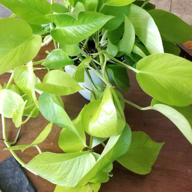  Neon Pothos Review from Etsy prettyingreenplants