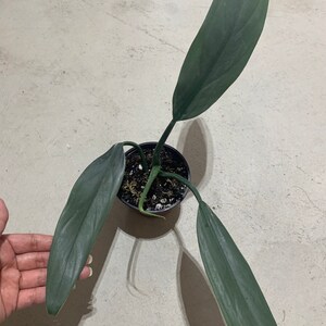 Philodendron Hastatum Narrow Leaf Silver Sword Etsy