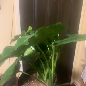 Giant Monstera Deliciosa Swiss Cheese Plant the Perfect Trendy Plant - Etsy