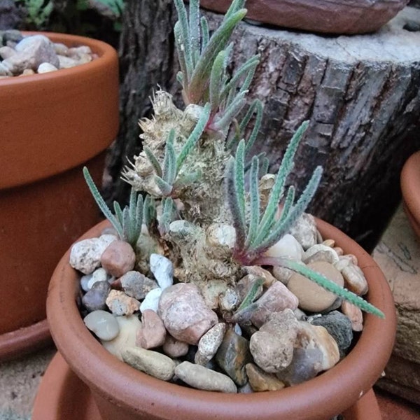 Rare Caudex, Phyllobolus Resurgens, Old Stem, Live Plant - Etsy