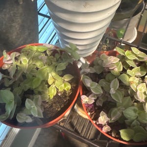 caroline added a photo of their purchase