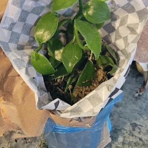 Kristi ha añadido una foto de su compra