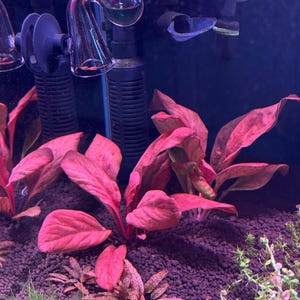 Elijah adicionaram uma foto da sua compra