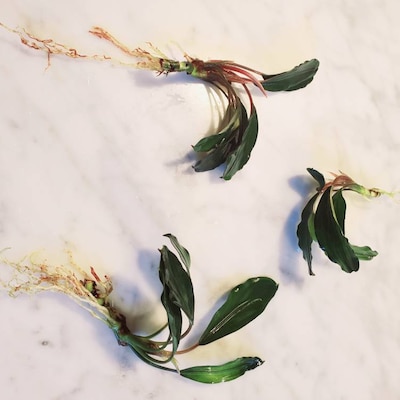 BUY 2 GET 1 FREE - Bucephalandra (Buce) Live Aquarium Plant Rhizomes - Freshwater, Tropical 7 thumbnail image