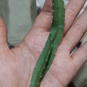 Gilberto ha añadido una foto de su compra