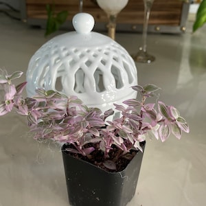 Kay added a photo of their purchase