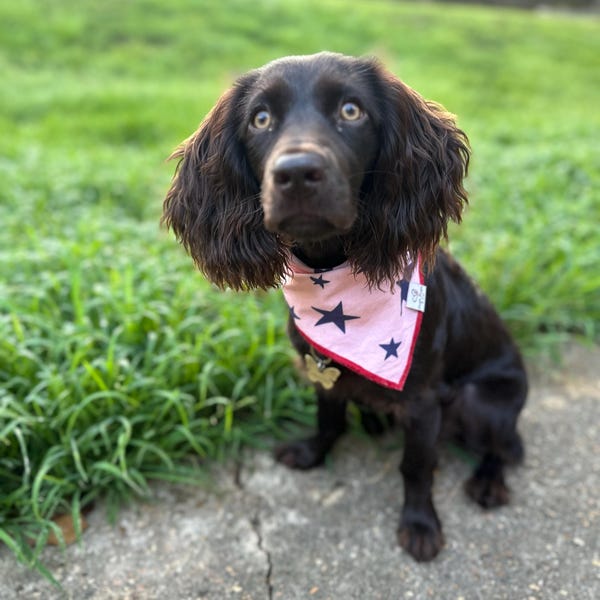Candy Cane Dog Bandana on Dark Green, Christmas Dog Bandana Etsy