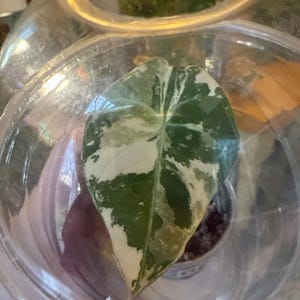 Andrea dodał(a) zdjęcie swoich zakupów