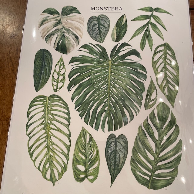 philodendron dark leaves Philodendron Black Cardinal main image 1