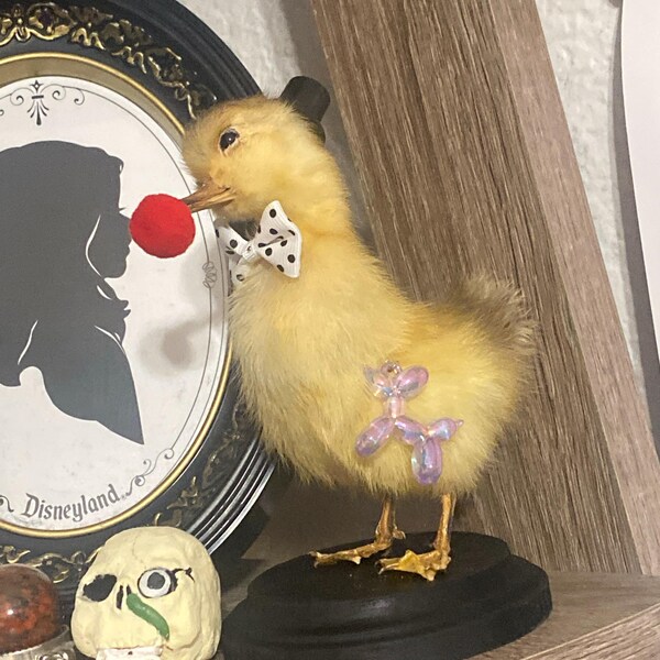 Rabbit Bunny Clown Mummified Skeleton Specimen Wet Dried Preserved ...