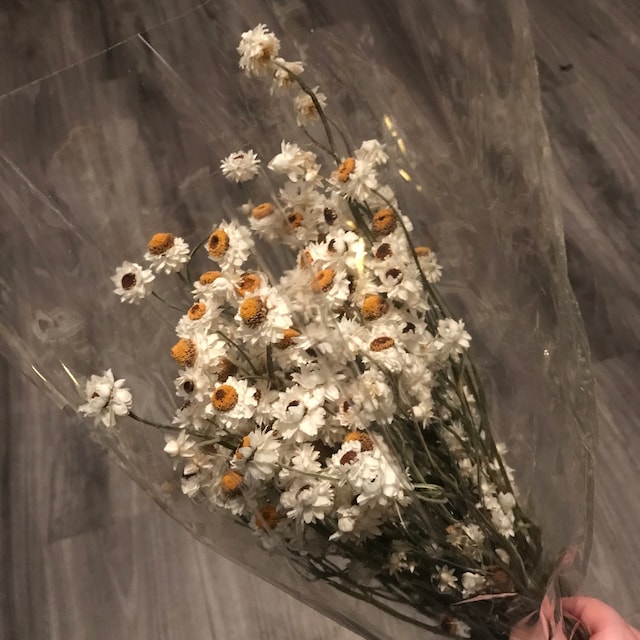 Dried Daisy Flowers Bouquet Real Dry White Flowers With - Temu