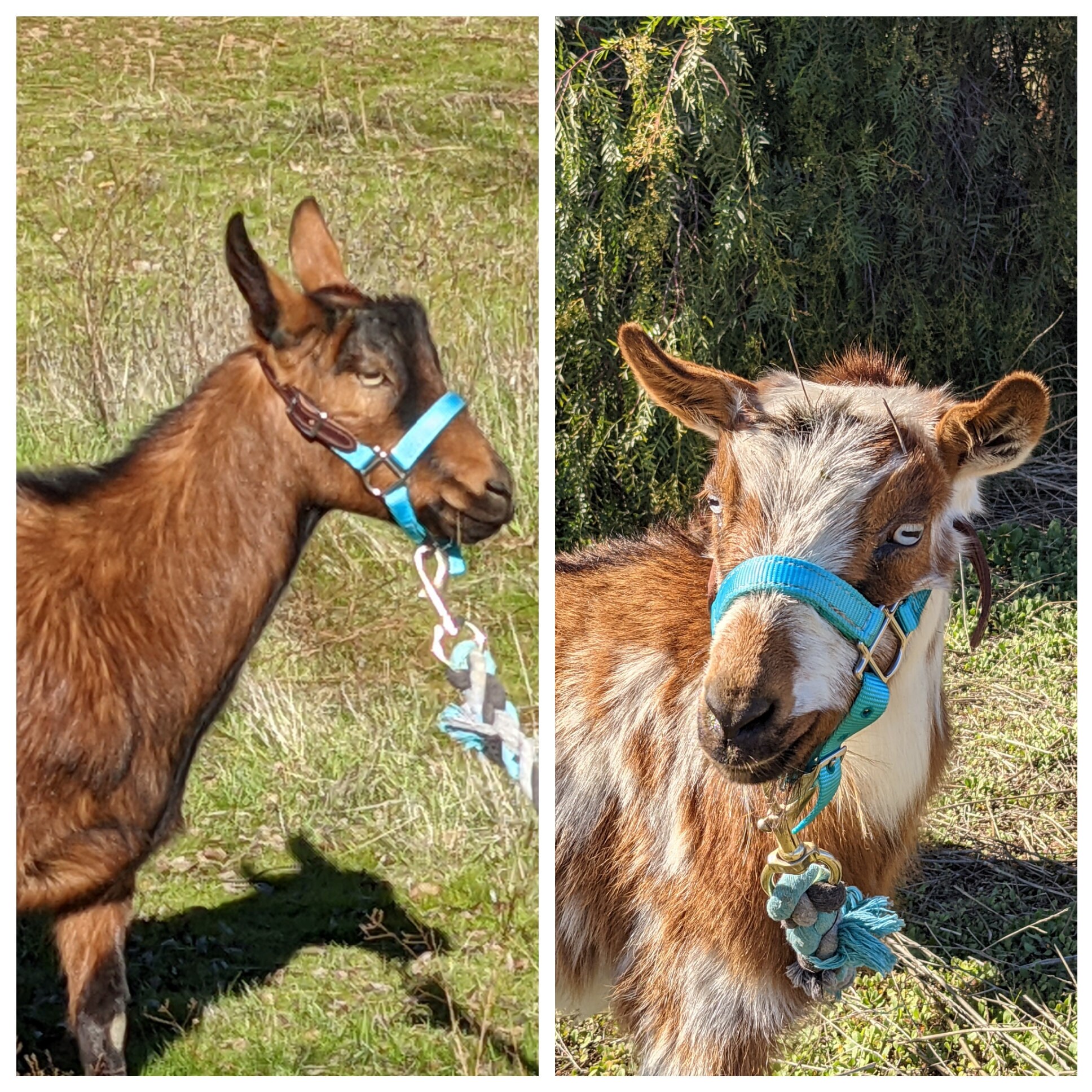 Goat Halter Dwarf Adjustable