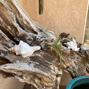 Conch Sea Shell Garden Quality 68 Conch Shell - Etsy