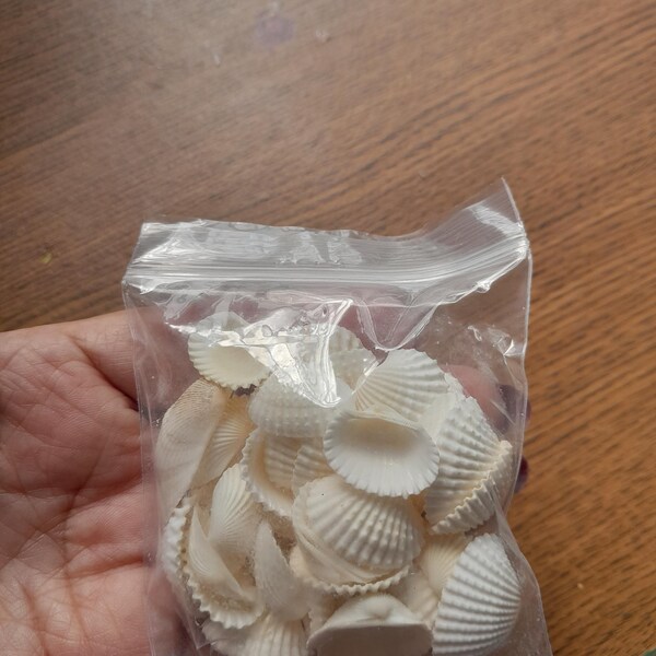 Many Ribbed Ark Shell Ribbed White Ark Shells, 3/4 - 1