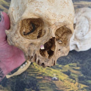 Light Skull – Human Skull Replica – Life Size Anatomical Skull